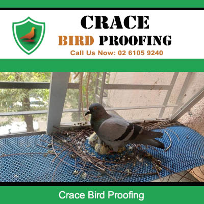 Pigeon nesting problem requiring bird proofing removal services at home in Crace ACT